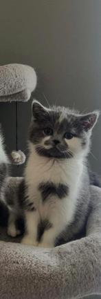Raskat, Dieren en Toebehoren, Katten en Kittens | Raskatten | Korthaar, Poes, Met stamboom, 0 tot 2 jaar
