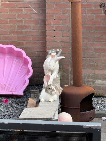 2 duitse reuzen ram beschikbaar voor biedingen