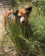 Honden oppas / uitlaat gezocht, Ophalen of Verzenden