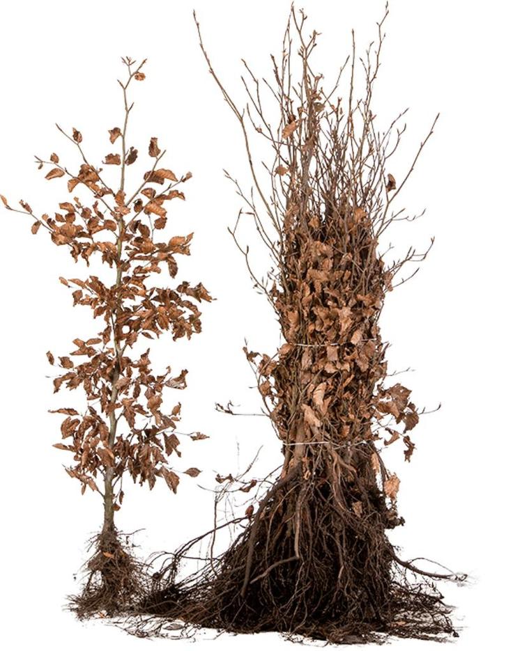 Bos en Haag plantsoen, Tuin en Terras, Planten | Struiken en Hagen, Struik, Beukenhaag, Minder dan 100 cm, Ophalen of Verzenden