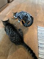 Recovery suit, rompertje voor kittens, Dieren en Toebehoren, Ophalen of Verzenden, Zo goed als nieuw