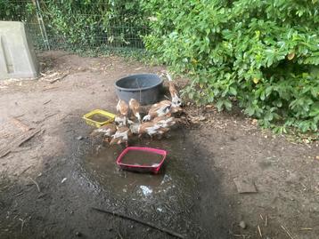 Gevraagd  Indische loopeenden vrouwtjes beschikbaar voor biedingen