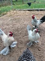 Sabelpootkriel hanen - verschillende kleuren, Dieren en Toebehoren, Pluimvee, Mannelijk, Kip