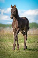 Fries hengstenveulen met vol papier. Vader Murk 540, Dieren en Toebehoren, Paarden, Dressuurpaard, 0 tot 2 jaar, Hengst, Onbeleerd
