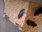 Jonge goudhamsters / Syrische hamsters, Dieren en Toebehoren, Knaagdieren, Juli, Meerdere dieren, Hamster
