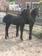 Fries hengstveulen te koop, (stamboek), Dieren en Toebehoren, Paarden, Minder dan 160 cm, Niet van toepassing, 0 tot 2 jaar, Hengst
