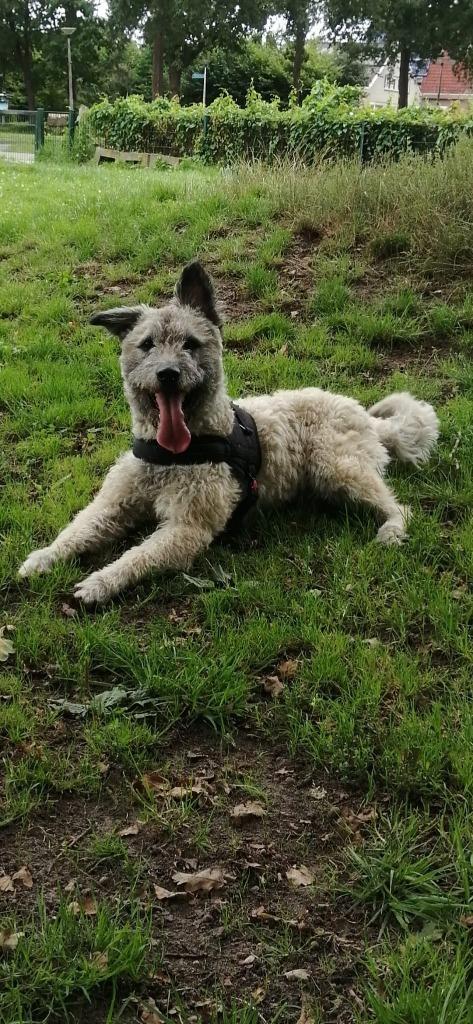 Hond ter adoptie, Dieren en Toebehoren, Honden | Niet-rashonden, Middel, Reu, Particulier, Eén hond, Buitenland, 3 tot 5 jaar