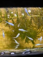 Jonge medaka miyuki platinum blue, Dieren en Toebehoren, Vis