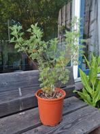 Mooie colakruid plant (artemisia abrotanum), Ophalen, Volle zon, Vaste plant, Bloeit niet