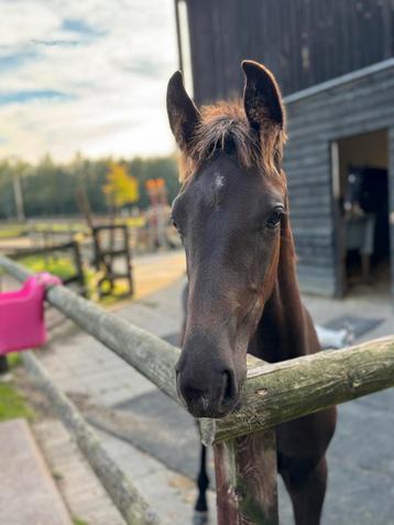Merrieveulen , Perfect Secret x Lord Leatherdale beschikbaar voor biedingen