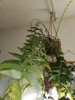 Selenicereus chrysocardium, Huis en Inrichting, Ophalen, Cactus, Halfschaduw, Minder dan 100 cm