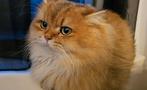 Britse langhaar dekkater met stamboom, Dieren en Toebehoren, Katten en Kittens | Dekkaters