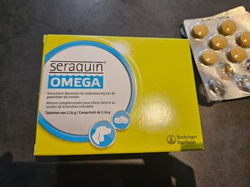Seraquin honden NIEUW beschikbaar voor biedingen