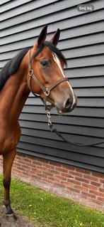 Mooie 4-jarige ruin, Dieren en Toebehoren, Paarden, Springpaard, Minder dan 160 cm, Ruin, 3 tot 6 jaar