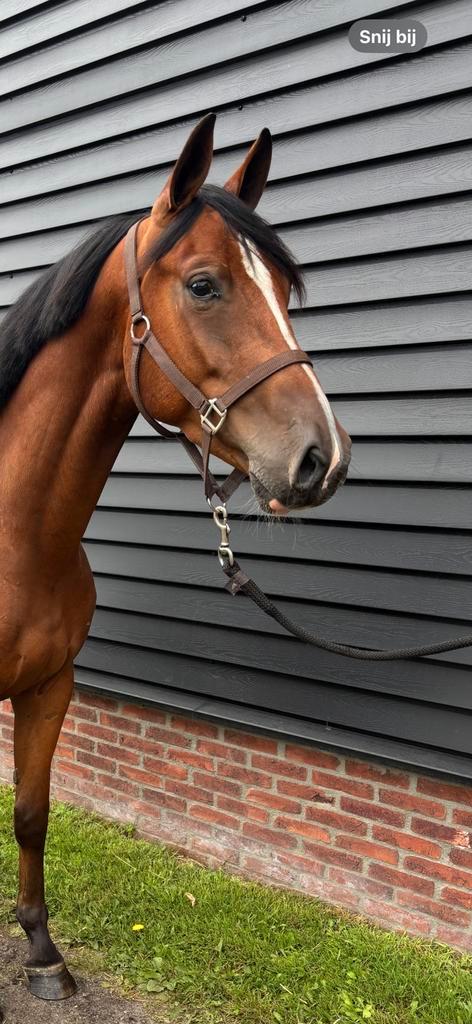 Mooie 4-jarige ruin, Dieren en Toebehoren, Paarden, Ruin, Onbeleerd, Minder dan 160 cm, 3 tot 6 jaar, Springpaard, Met stamboom