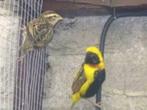 Te koo[ koppels en losse napoleon wevers / citroenwevers, Meerdere dieren, Tropenvogel