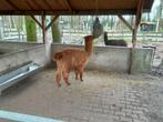 Alpaca hengst te koop, Dieren en Toebehoren, Overige Dieren, Mannelijk