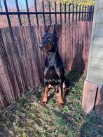 Dobermann reu 6 jaar | niet voor beginners, Dieren en Toebehoren, 6 jaar of ouder, Particulier, CDV (hondenziekte), Buitenland