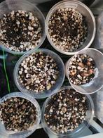 Alocasia Golden Bone, Black Velvet, Lukiwan, Dragon Scale, Ophalen of Verzenden, Halfschaduw, Minder dan 100 cm