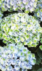 Hortensia Magical Blue, (Xl in Pot) _ Koopje, Tuin en Terras, Planten | Tuinplanten, Ophalen, Vaste plant, Halfschaduw