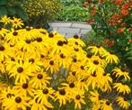 Vaste plant : Rudbeckia ''Goldsturm''  2 euro, Tuin en Terras, Planten | Tuinplanten, Ophalen, Vaste plant, Overige soorten, Volle zon