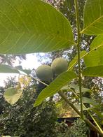 Walnotenboom van ruim 3 m hoog, Tuin en Terras, Planten | Bomen, Ophalen of Verzenden, Volle zon, Overige soorten