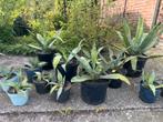 Agave, Tuin en Terras, Planten | Tuinplanten, Vaste plant, Ophalen of Verzenden, Overige soorten, Bloeit niet