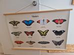 Schoolplaat over vlinders, Ophalen, Natuur en Biologie