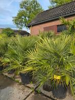 Palmbomen humilis camerops dwerg Palmbomen €95, Volle zon, Ophalen of Verzenden, 100 tot 250 cm, Zomer