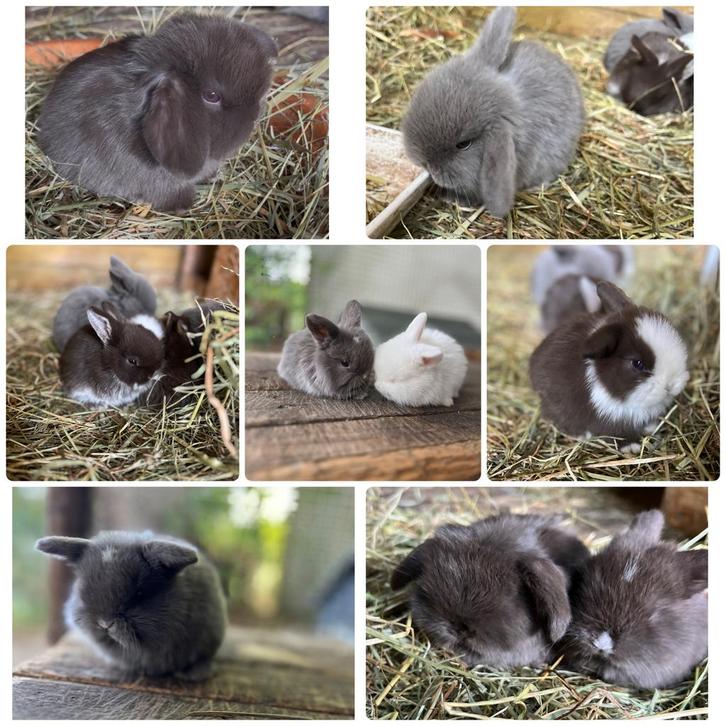 Bijzonder knappe en hele lieve (raszuivere) minilops., Dieren en Toebehoren, Konijnen, Dwerg, Meerdere dieren, Hangoor
