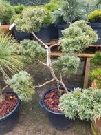 Juniperus Chinensis 'Bleu' Vormsnoei, Tuin en Terras, Planten | Bomen, Bloeit niet, Overige soorten, Minder dan 100 cm, Ophalen