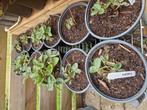 Aardbeiplanten, Tuin en Terras, Planten | Tuinplanten, Ophalen, Zomer, Overige soorten, Volle zon
