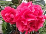 Camelia 'Mary Williams' 80-100 cm, Ophalen of Verzenden, Overige soorten, Haag, Minder dan 100 cm