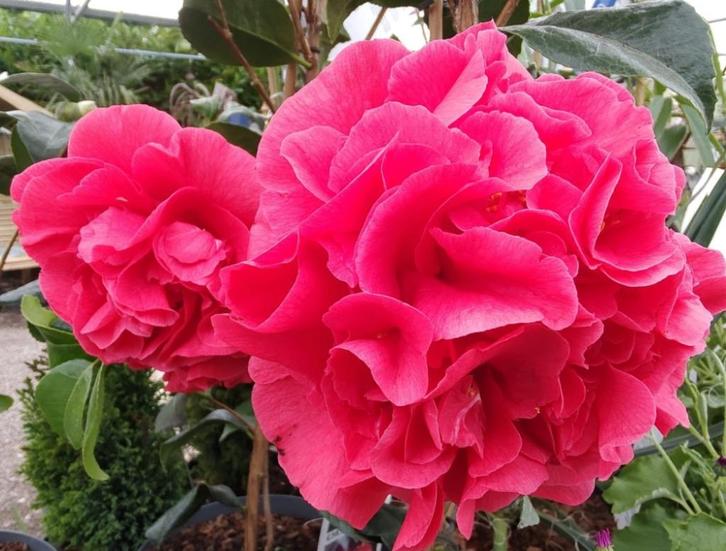 Camelia 'Mary Williams' 80-100 cm, Tuin en Terras, Planten | Struiken en Hagen, Haag, Overige soorten, Minder dan 100 cm, Ophalen of Verzenden