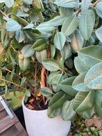 Rubberboom (Ficus elastica 'Robusta') met pot, Ophalen, Gebruikt