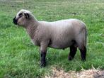 HAMPSHIRE DOWN VOLBLOED RAM, Dieren en Toebehoren, Schapen, Geiten en Varkens, Mannelijk, Schaap, 0 tot 2 jaar