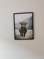 Poster Schotse Hooglander inclusief lijst (70x50cm), Huis en Inrichting, Ophalen, Gebruikt, 50 tot 75 cm, Foto of Poster