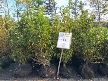Portugese laurier 100-125 prunus lusitanica angustifolia  beschikbaar voor biedingen