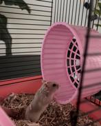 Hamster beige/wit met kooi, Dieren en Toebehoren, Knaagdieren, Hamster, April, Vrouwelijk, Tam