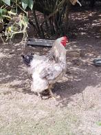 Brahma haan, Dieren en Toebehoren, Pluimvee, Mannelijk, Kip