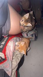 5 kittens, Meerdere dieren, Kortharig, 0 tot 2 jaar