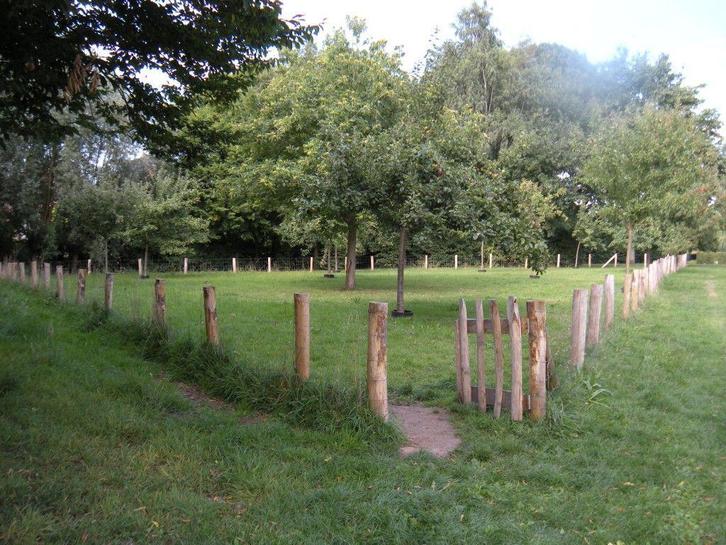 Weide plek voor 4 mini shetlanders, Dieren en Toebehoren, Stalling en Weidegang, Weidegang, 4 paarden of pony's of meer