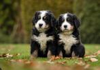 Benner senner pup GEZOCHT, Dieren en Toebehoren, Teef, Eén hond, Nederland, Particulier