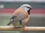 Mooi strakke koppels Gordelgrasvinken, Dieren en Toebehoren, Vogels | Overige Vogels, Meerdere dieren, Tropenvogel