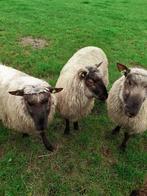 Cambridge ooien, Dieren en Toebehoren, Schapen, Geiten en Varkens, Vrouwelijk, Schaap