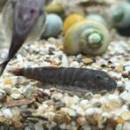 gastromyzon lamandau, Dieren en Toebehoren, Vissen | Aquariumvissen, Vis