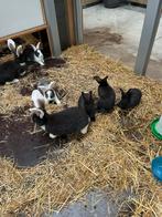 Jonge vlaamse reuzen, Dieren en Toebehoren, Vrouwelijk, Groot