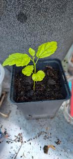 Hybiscus stek Chinese roos, Volle zon, Vaste plant, Zomer, Ophalen