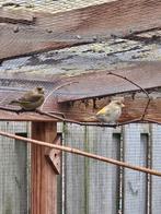 Groenling man pastel agaat, Dieren en Toebehoren, Mannelijk, Wildzangvogel, Geringd