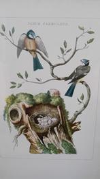 Schilderij Vogels/Nest, Verzenden